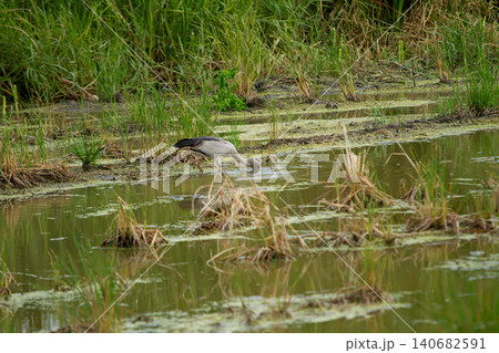 Wetland bird foraging in shallow marsh water, green grass and reeds reflect in muddy pond Wetland bird foraging in shallow marsh water, green grass and reeds reflect in muddy pond 140682591