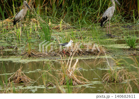 Wading bird in marsh wetland with tall grass and calm water Wading bird in marsh wetland with tall grass and calm water 140682611