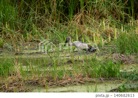 Wading bird in wetland marsh with tall grass and shallow water Wading bird in wetland marsh with tall grass and shallow water 140682613