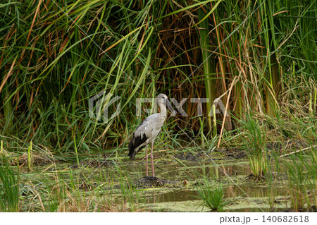 Wading bird in wetland marsh among tall green grass, standing in shallow water with calm natural habitat 140682618