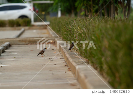 Bird sidewalk curb grass pavement outdoor urban parking parking lot walkway Bird sidewalk curb grass pavement outdoor urban parking parking lot walkway 140682630