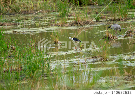 Wetland bird marsh shallow water grass reed reflection wading bird nature wildlife swamp habitat two bird in marshland among green grass and shallow water peaceful natural scene with reflected sky Wetland bird marsh shallow water grass reed reflection wading bird nature wildlife swamp habitat two bird in marshland among green grass and shallow water peaceful natural scene with reflected sky 140682632