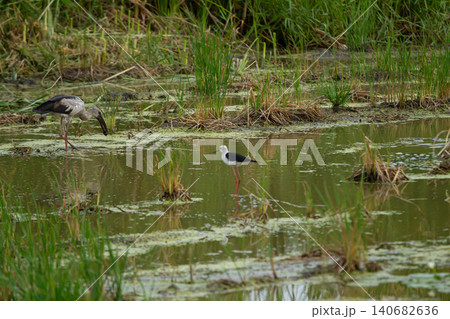 Wetland bird scene with wading bird and black winged bird in marsh pond, green grass and calm water Wetland bird scene with wading bird and black winged bird in marsh pond, green grass and calm water 140682636