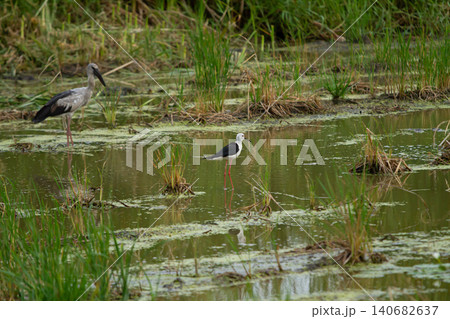 Wetland birds in shallow marsh with grasses and still water 140682637