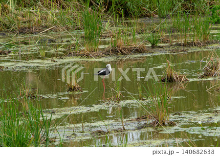 Black wing bird wetland marsh water grass standing wildlife nature habitat wading bird Black wing bird wetland marsh water grass standing wildlife nature habitat wading bird 140682638