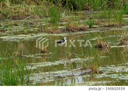 Wading bird in marsh wetland with tall grass and calm water 140682639