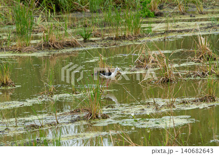 Wetland bird standing in shallow marsh water among grass and algae, calm natural habitat with reflection Wetland bird standing in shallow marsh water among grass and algae, calm natural habitat with reflection 140682643