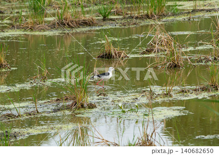 Wading bird in marsh pond with reeds and algae Wading bird in marsh pond with reeds and algae 140682650