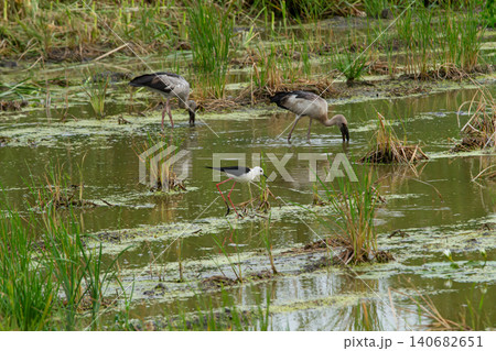 Bird wetland marsh water wading bird grass pond reed shorebird swamp Bird wetland marsh water wading bird grass pond reed shorebird swamp 140682651