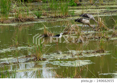 Wetland pond wading bird water bird marsh grass shallow water reed plant aquatic plant standing bird feeding bird natural habitat bird pair long leg white plumage black wing gray plumage green Wetland pond wading bird water bird marsh grass shallow water reed plant aquatic plant standing bird feeding bird natural habitat bird pair long leg white plumage black wing gray plumage green 140682655