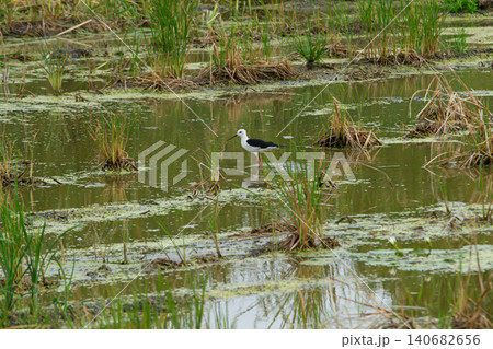 Wetland bird standing in marsh water among grass and algae, calm natural scene with long legged wading bird in shallow pond Wetland bird standing in marsh water among grass and algae, calm natural scene with long legged wading bird in shallow pond 140682656