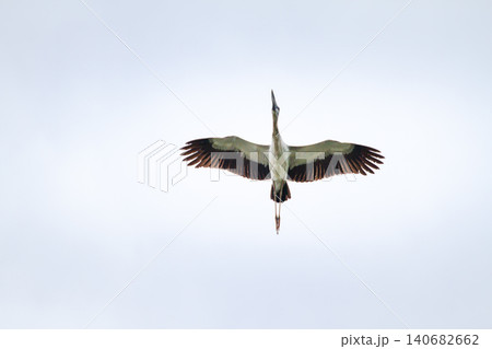 Crane bird flying with wings spread in pale sky, isolated wildlife scene Crane bird flying with wings spread in pale sky, isolated wildlife scene 140682662
