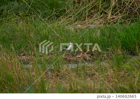 White bird in tall green grass near wetland, standing alone in natural habitat White bird in tall green grass near wetland, standing alone in natural habitat 140682665
