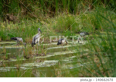 Heron wading in wetland marsh with grass and shallow water, bird group foraging in natural swamp habitat Heron wading in wetland marsh with grass and shallow water, bird group foraging in natural swamp habitat 140682678