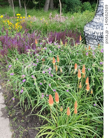 Kniphofia bud Orange Torch Lily with Salvia Flowers on Background of Summer Garden. Red Hot Poker Uvaria plant Kniphofia bud Orange Torch Lily with Salvia Flowers on Background of Summer Garden. Red Hot Poker Uvaria plant 140682689