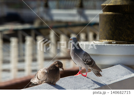 Pigeon bird rooftop city urban pair sunlight perch, two gray pigeons resting on roof edge with soft bokeh background, calm wildlife in street scene quiet 140682715