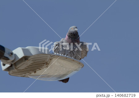 Pigeon bird streetlight lamp urban sky blue perch, calm city wildlife resting on modern street lamp against clear daylight sky with copy space for nature and infrastructure concept Pigeon bird streetlight lamp urban sky blue perch, calm city wildlife resting on modern street lamp against clear daylight sky with copy space for nature and infrastructure concept 140682719