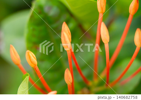 Flower bud macro orange red stem green leaf closeup with soft bokeh, fresh tropical garden detail conveying calm optimism, natural background for botany design Flower bud macro orange red stem green leaf closeup with soft bokeh, fresh tropical garden detail conveying calm optimism, natural background for botany design 140682758