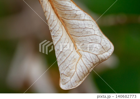 Dried leaf leaf vein leaf skeleton macro closeup texture translucent nature detail, delicate brown edge on green bokeh background, autumn decay concept 140682773