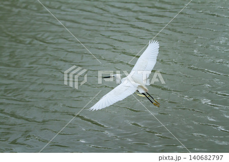 White egret bird flight wing water river wildlife nature gliding above rippled surface, wide wingspan and long beak, graceful motion, outdoor scene with copy space White egret bird flight wing water river wildlife nature gliding above rippled surface, wide wingspan and long beak, graceful motion, outdoor scene with copy space 140682797