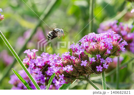 Bee pollinating purple flower in green garden, spring nature macro, blurred background 140682821