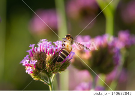 Honey bee on purple flower in garden, pollination scene with blurred green background and soft sunlight Honey bee on purple flower in garden, pollination scene with blurred green background and soft sunlight 140682843