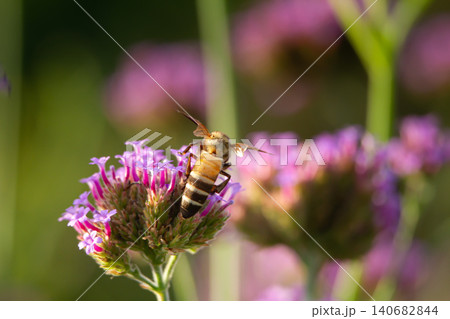 Bee flower pollen blossom purple garden insect nature pollination macro Bee flower pollen blossom purple garden insect nature pollination macro 140682844