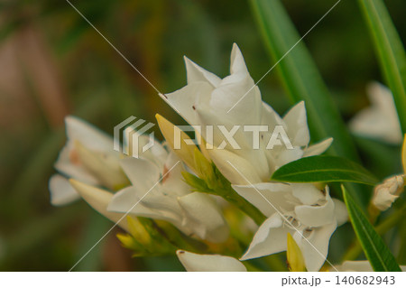 White flower bud leaf garden closeup spring nature with creamy petals and fresh greenery, gentle mood, soft bokeh background, outdoor botanical detail for design White flower bud leaf garden closeup spring nature with creamy petals and fresh greenery, gentle mood, soft bokeh background, outdoor botanical detail for design 140682943