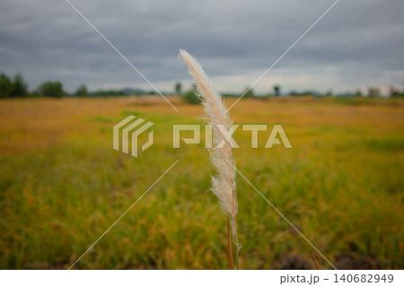 Wild grass seed head meadow field cloudy sky storm cloud countryside rural landscape plume overcast, plume in meadow field, countryside rural landscape under storm cloud, cloudy sky overcast Wild grass seed head meadow field cloudy sky storm cloud countryside rural landscape plume overcast, plume in meadow field, countryside rural landscape under storm cloud, cloudy sky overcast 140682949