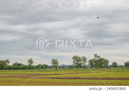 Rural landscape rice field green grass cloudy sky farmland tree horizon bird peaceful countryside view with distant hill overcast weather soft light open space Rural landscape rice field green grass cloudy sky farmland tree horizon bird peaceful countryside view with distant hill overcast weather soft light open space 140682960