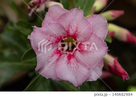 Desert rose adenium flower pink blossom macro closeup petal, vivid striped bloom with soft texture, green leaf background, tropical garden plant detail, natural light Desert rose adenium flower pink blossom macro closeup petal, vivid striped bloom with soft texture, green leaf background, tropical garden plant detail, natural light 140682984