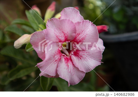 Pink flower adenium blossom macro closeup petal garden with soft bokeh background, tropical plant in pot, fresh spring bloom, delicate texture and vibrant color, natural botanical detail Pink flower adenium blossom macro closeup petal garden with soft bokeh background, tropical plant in pot, fresh spring bloom, delicate texture and vibrant color, natural botanical detail 140682986
