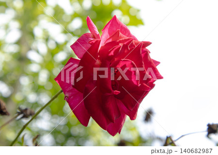 Red rose flower blossom petal garden nature bokeh closeup, vibrant bloom on stem with soft sunlight and blurred green background, romantic spring botanical detail Red rose flower blossom petal garden nature bokeh closeup, vibrant bloom on stem with soft sunlight and blurred green background, romantic spring botanical detail 140682987