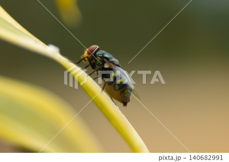 Fly insect macro closeup leaf plant perched on curved green stem, shimmering wings in warm sunlight, soft bokeh background creating calm natural wildlife detail Fly insect macro closeup leaf plant perched on curved green stem, shimmering wings in warm sunlight, soft bokeh background creating calm natural wildlife detail 140682991