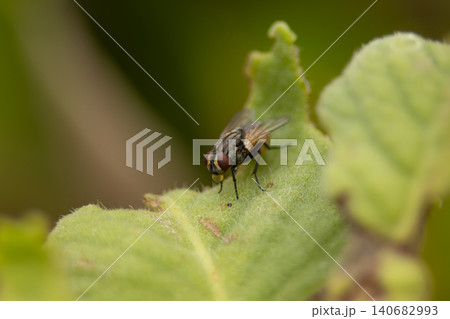 Fly insect macro leaf green nature wildlife closeup, detailed view of housefly resting on fuzzy plant leaf with soft bokeh background, outdoor natural light, calm observational scene Fly insect macro leaf green nature wildlife closeup, detailed view of housefly resting on fuzzy plant leaf with soft bokeh background, outdoor natural light, calm observational scene 140682993