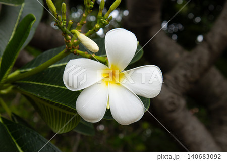 White plumeria flower with yellow center on green branch and blurred tropical garden background, calm natural bloom White plumeria flower with yellow center on green branch and blurred tropical garden background, calm natural bloom 140683092