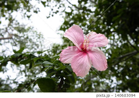 Pink hibiscus flower in green foliage, soft natural light, outdoor garden bloom with blurred tree background and delicate petal detail Pink hibiscus flower in green foliage, soft natural light, outdoor garden bloom with blurred tree background and delicate petal detail 140683094
