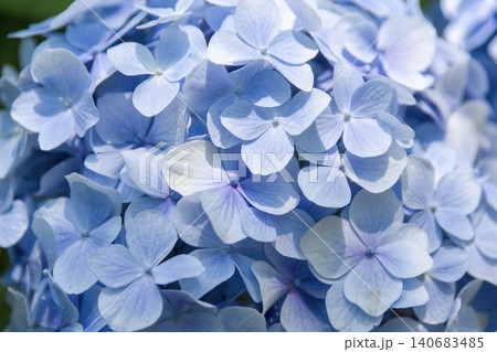 爽やかな青い紫陽花のクローズアップ 爽やかな青い紫陽花のクローズアップ 140683485
