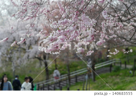 桜　淡いピンクの小花と繊細な枝ぶりが織りなす春の風景（東山動植物園　愛知県 名古屋市） 140683555