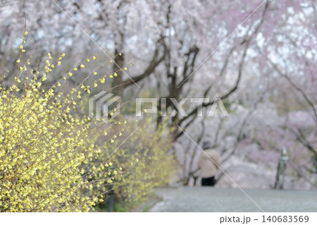 桜　淡いピンクの小花と繊細な枝ぶりが織りなす春の風景（東山動植物園　愛知県 名古屋市） 140683569