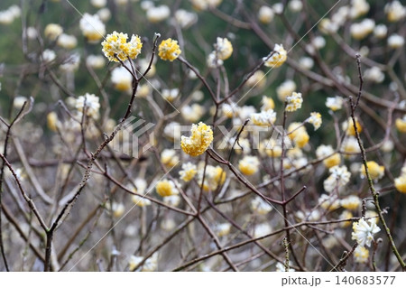 ミツマタ 和紙の原料としても知られる独特な球状のフォルムを持つ植物 ミツマタ 和紙の原料としても知られる独特な球状のフォルムを持つ植物 140683577