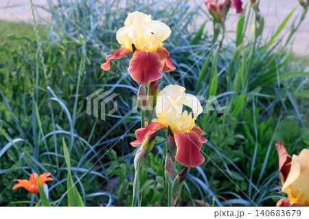 Two tone iris flowers blooming in spring garden, yellow and burgundy bearded irises with long green grass backdrop Two tone iris flowers blooming in spring garden, yellow and burgundy bearded irises with long green grass backdrop 140683679