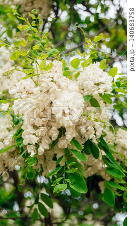 Lush white fragrant acacia blooms in the forest. White acacia flowers close up.  140683758
