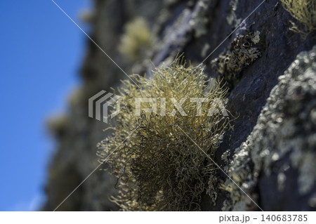 Detail of fruticose lichens on volcanic rock in the Ecuadorian Andean paramo 140683785