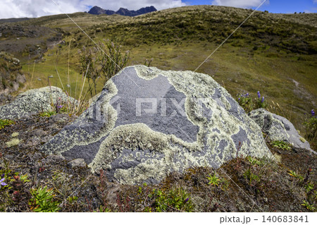 Volcanic rock covered in lichen in the Andean paramo ecosystem Volcanic rock covered in lichen in the Andean paramo ecosystem 140683841