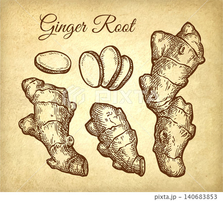 Fresh ginger root ink sketch set on old paper. Fresh ginger root ink sketch set on old paper. 140683853