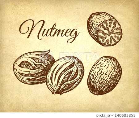 Nutmeg spices ink sketch on old paper background 140683855