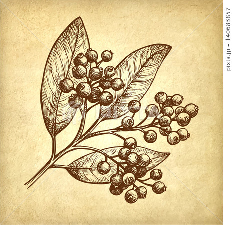 Allspice. Branch with berries and leaves. Allspice. Branch with berries and leaves. 140683857