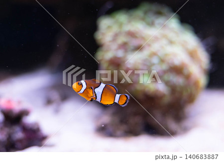 Clown fish in the deep sea. Exotic colorful fish in clear water. Blurred background.  140683887