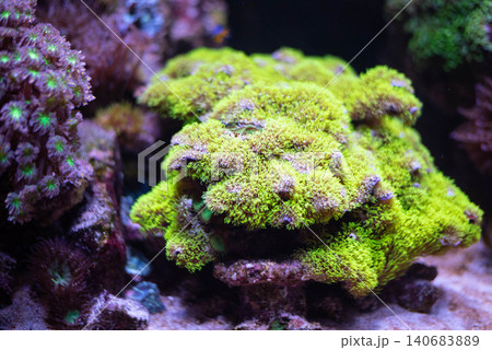 Coral polyps, Anthozoa are a class of primitive marine invertebrates of the genus. Coral polyps, Anthozoa are a class of primitive marine invertebrates of the genus. 140683889